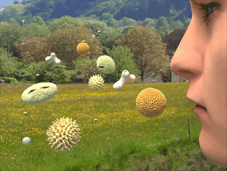 What is a Nasal Allergy?